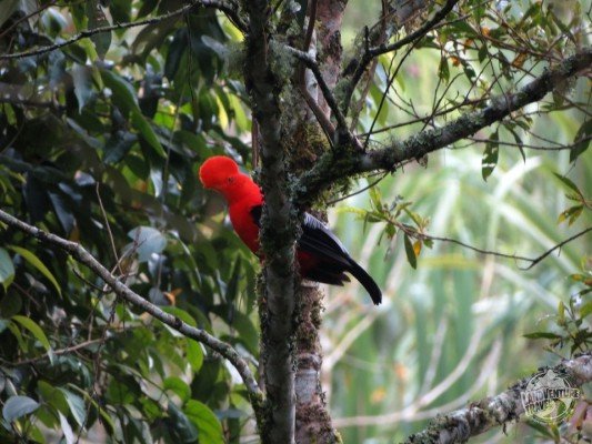 birds of colombia