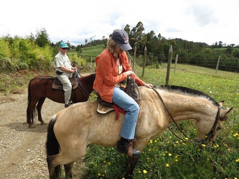 Horseback Riding Near Me Tour Around Cattle Ranch ️