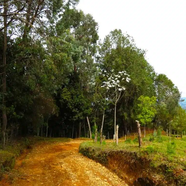Medellín-Horseback-Riding-Tour-16