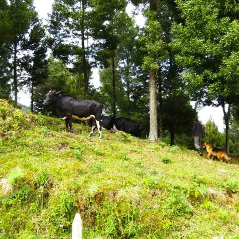 Medellín-Horseback-Riding-Tour-18
