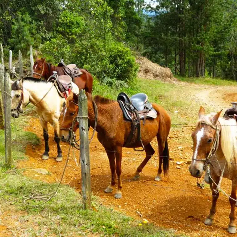 Medellín-Horseback-Riding-Tour-22