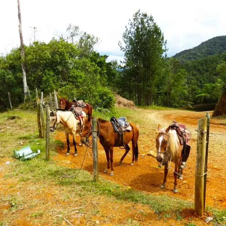 Medellín-Horseback-Riding-Tour-23