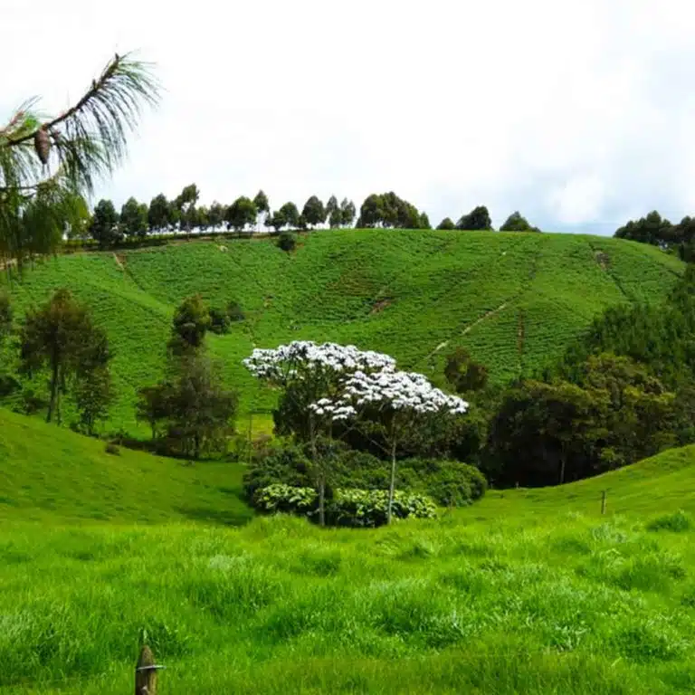 Medellín-Horseback-Riding-Tour-39