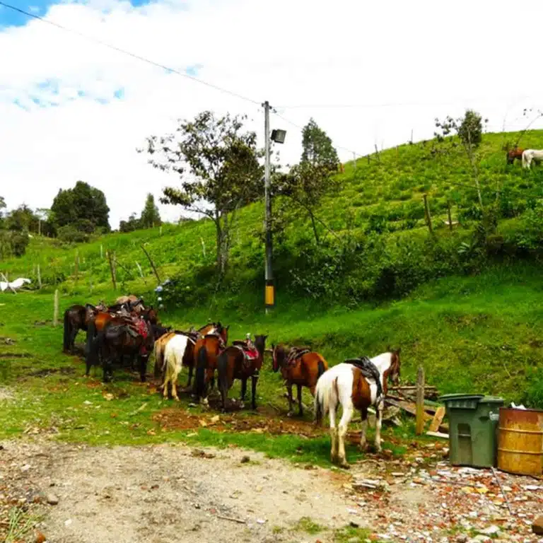 Medellín-Horseback-Riding-Tour-40