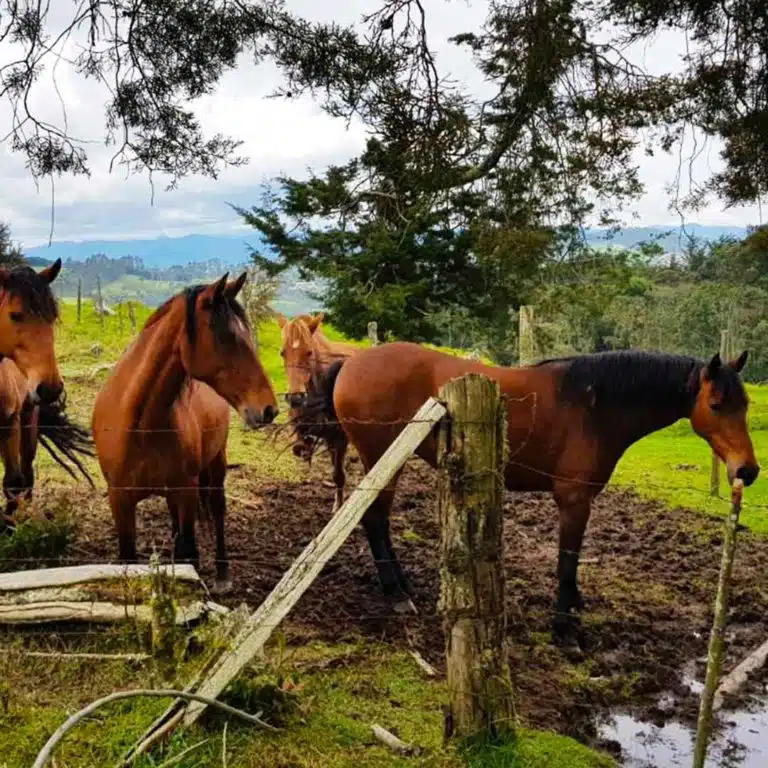 Medellín-Horseback-Riding-Tour-5