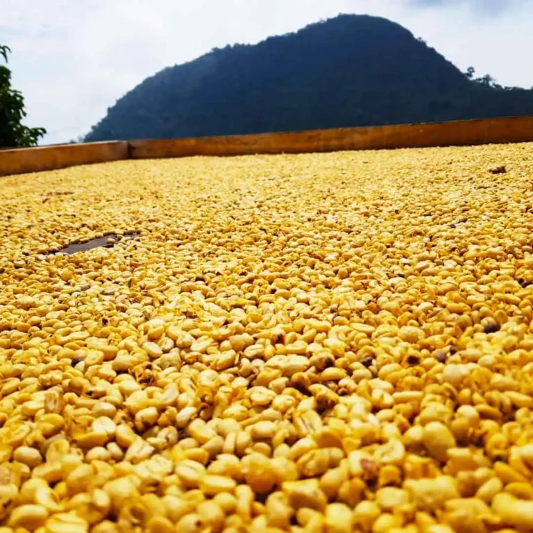 Jardín-Coffee-Región-Tour-out-of-Medellín-24