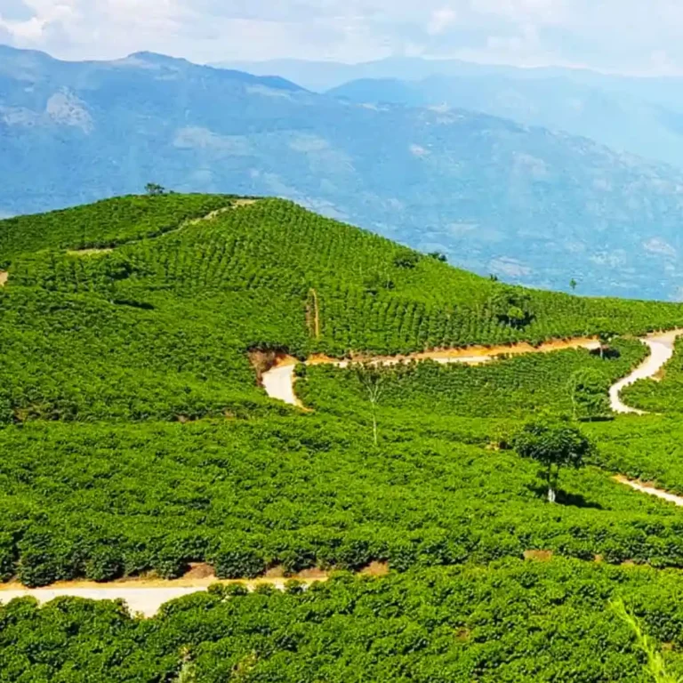 Jardín-Coffee-Región-Tour-out-of-Medellín-25